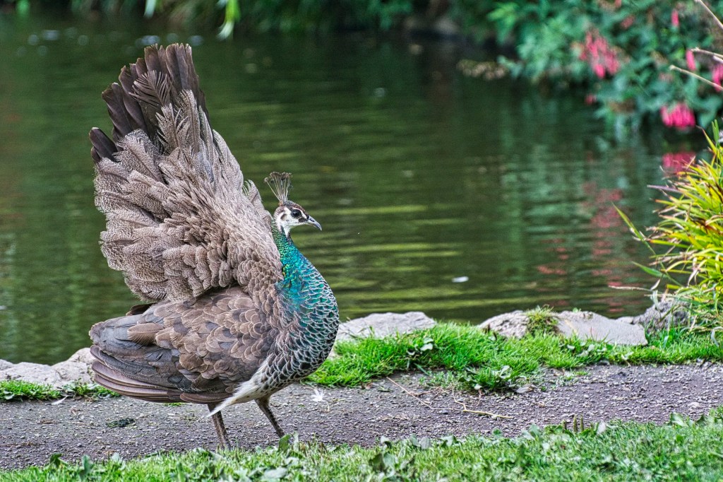 Peacock, Beacon Hill Park, Victoria