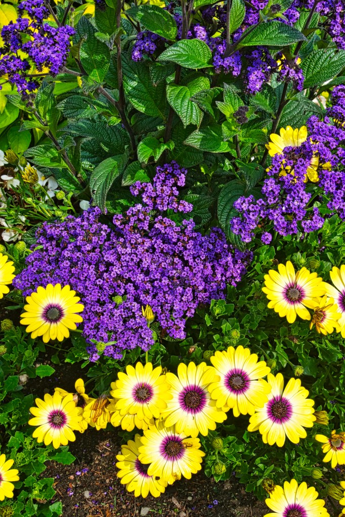 purple Cherry pie plant, yellow Cape marguerite (Osteospermum), Beacon Hill Park, Victoria