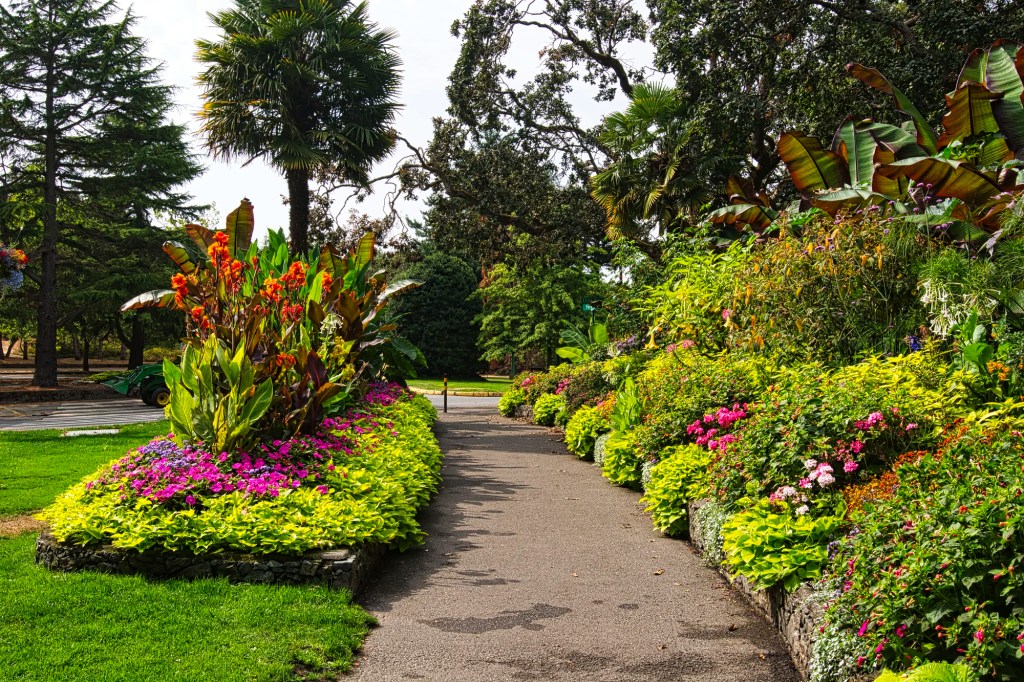 orange Canna Lily, Beacon Hill Park, Victoria