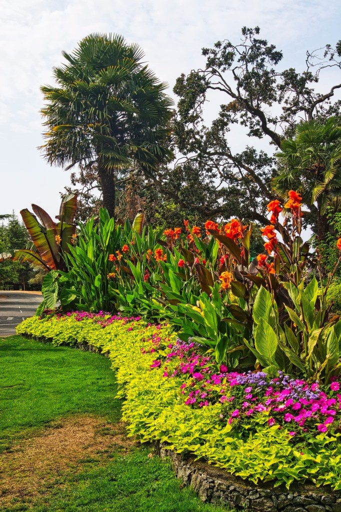 orange Canna Lily, Beacon Hill Park, Victoria
