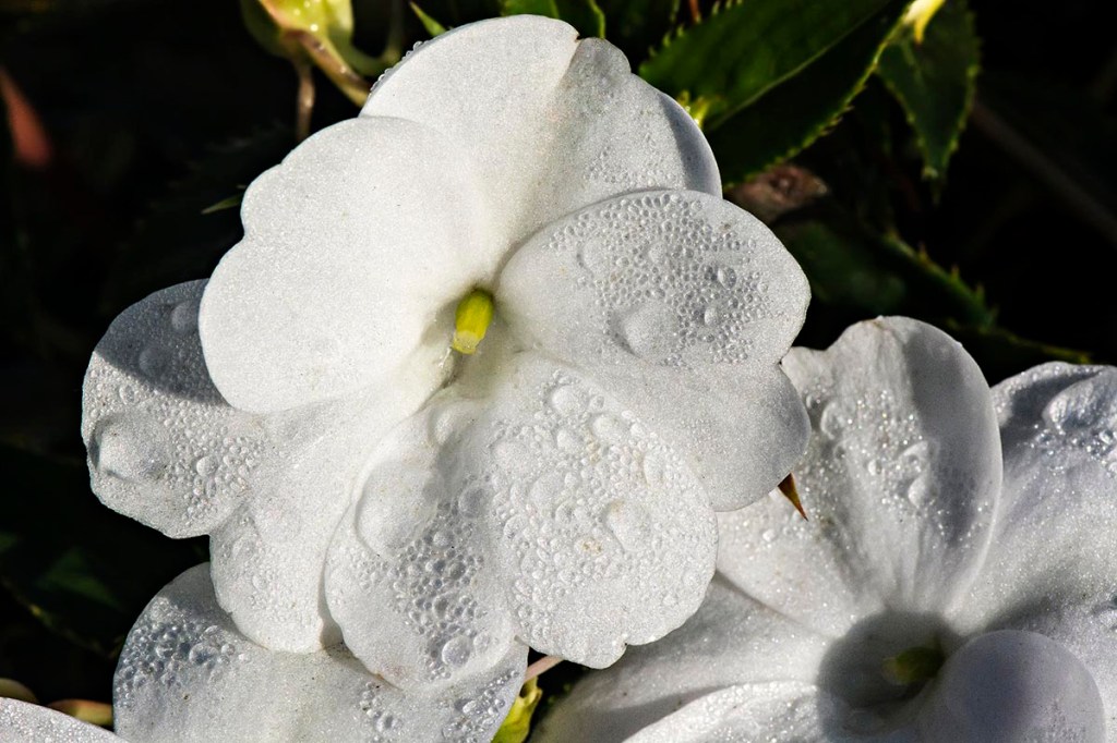 New guinea impatiens