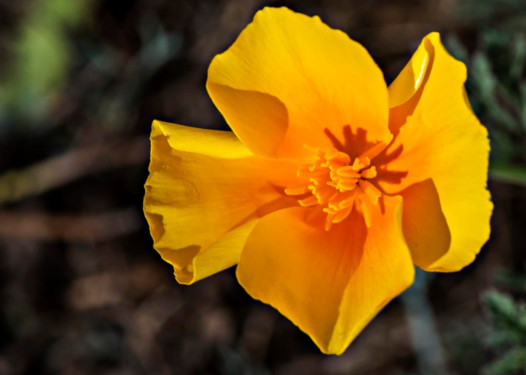 California poppy