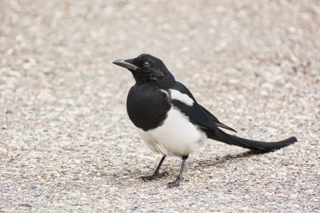 Black-billed Magpie, BIrdlife in the Rockies, Banff NP. AB