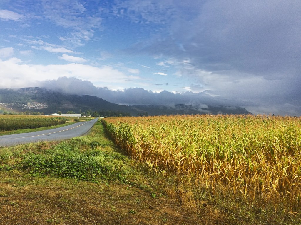 Corn Fields, Birchwood Dairy Farm, Abbotsford, BC