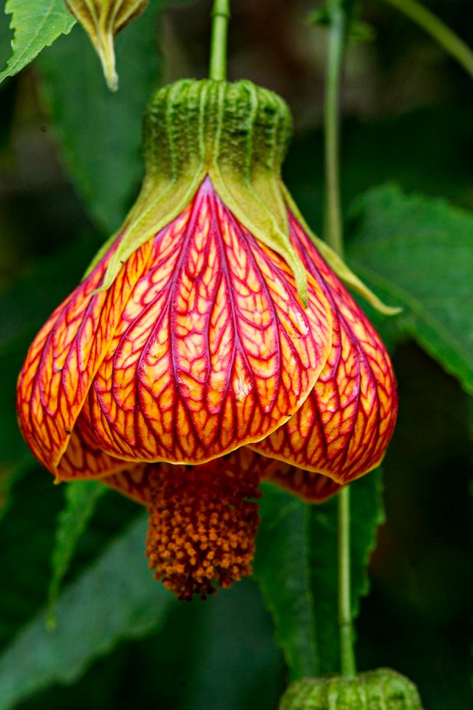 Redvein abutilon (Chinese lantern), Victoria