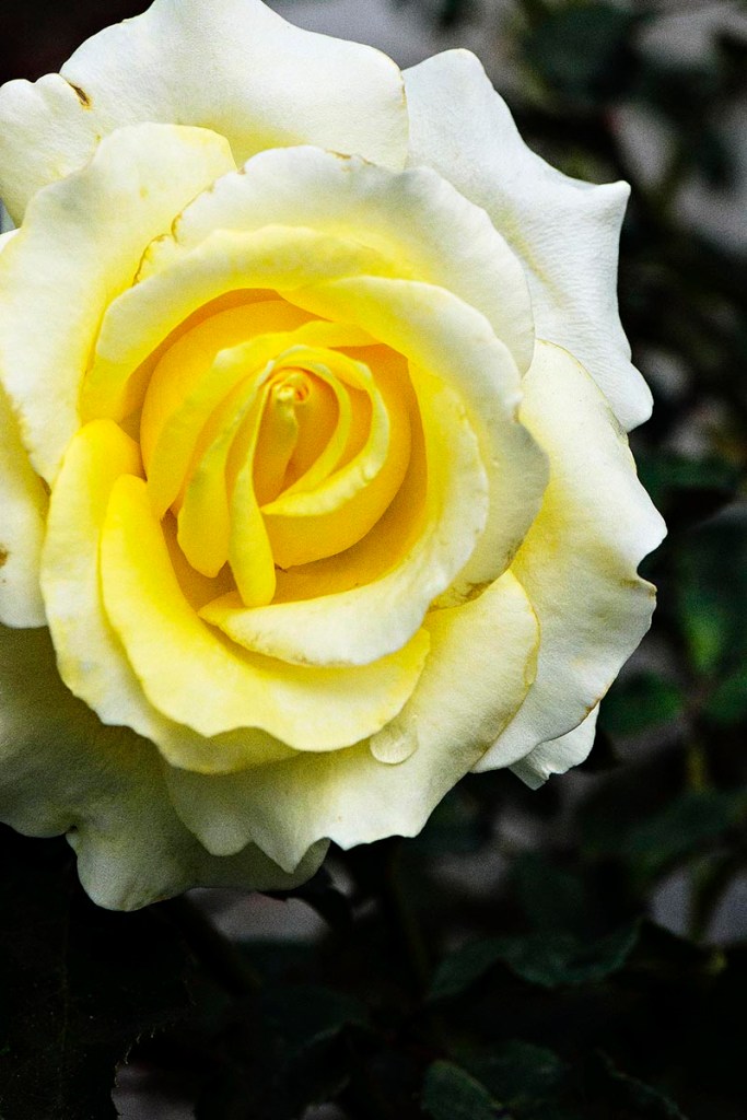 Tea rose, Beacon Hill Park, Victoria