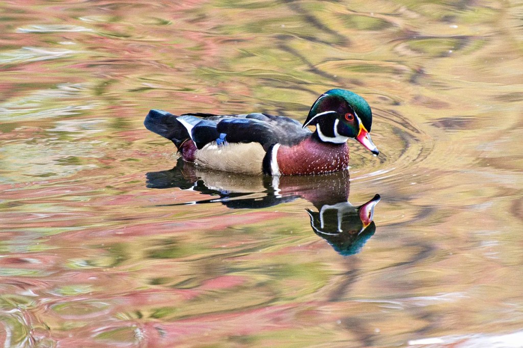 Wood Duck, Britannia, Ottawa