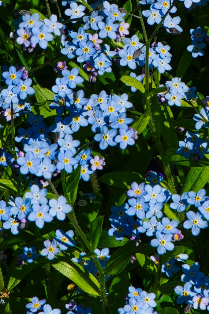 Alpine Forget-me-not, alpine flowers of the Rockies