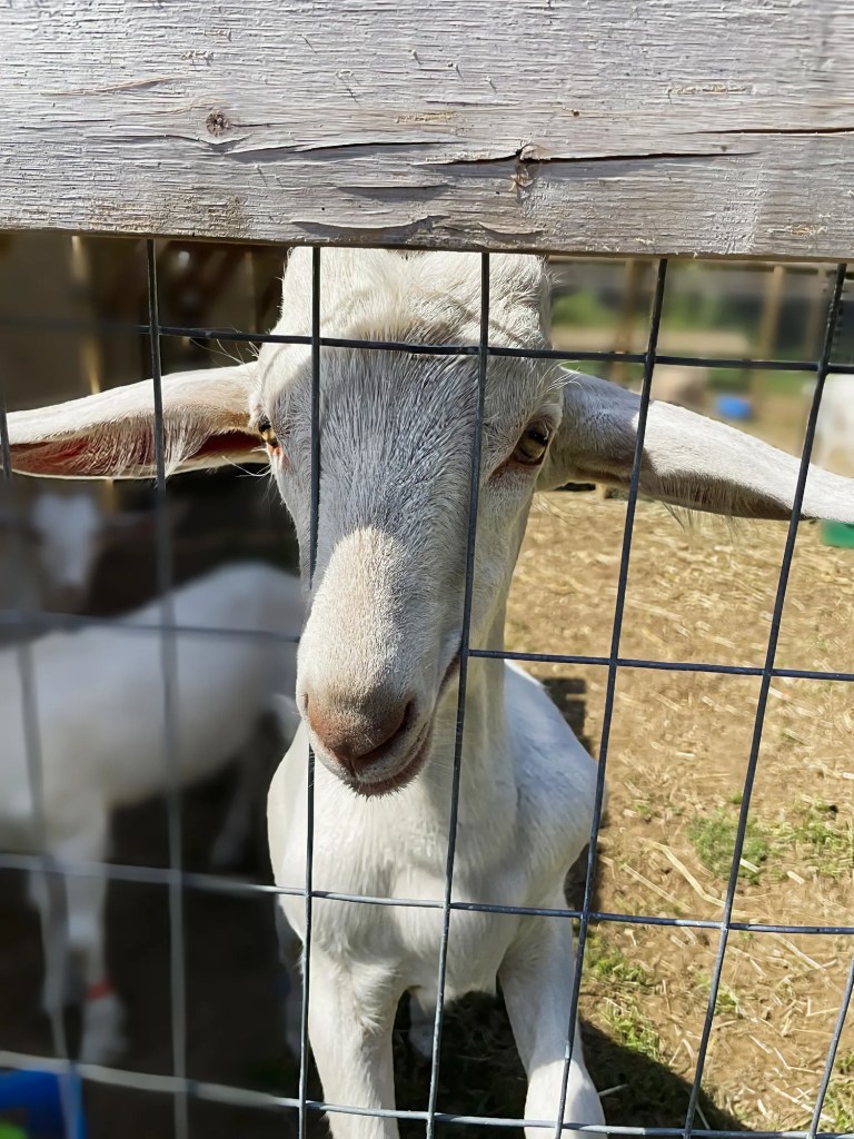 Curious Kid, Goat's Pride Dairy, Abbotsford, BC