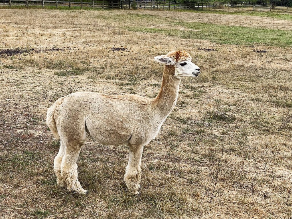 Alpaca, Kensington Prairie Farm, Langley, BC