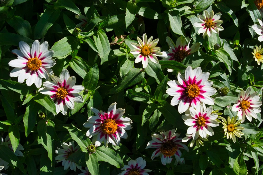 red-centred white Mexican Zinnia, Queen Elizabeth Park, Vancouver, BC