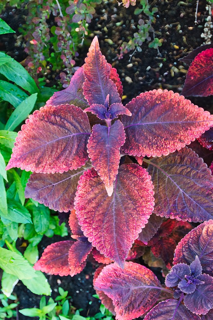 Common Coleus, Queen Elizabeth Park, Vancouver, BC