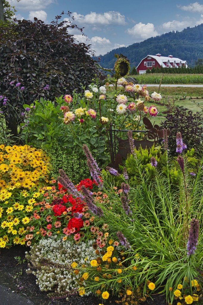 Garden Dahlias on top, purple Dense Blazing Stars, orange False Sunflowers, yellow Narrow Leaf Zinnias, red Mexican Zinnias, white Sweet Alyssum, 33 mm lens, Yarrow, BC