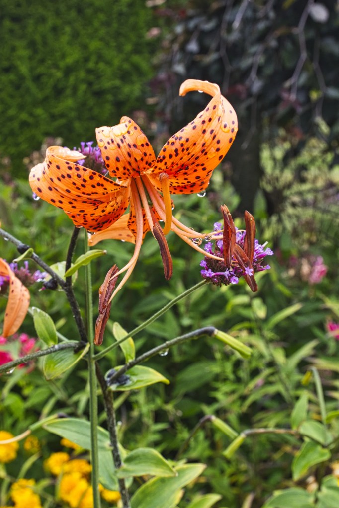 Tiger Lily, 52 mm lens, Yarrow, BC