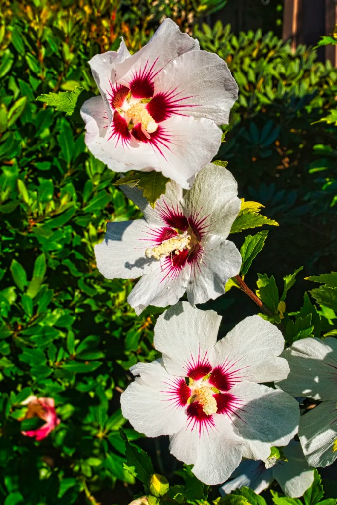 Rose of Sharon (hibiscus), Sea-to-Sky Highway, British Columbia