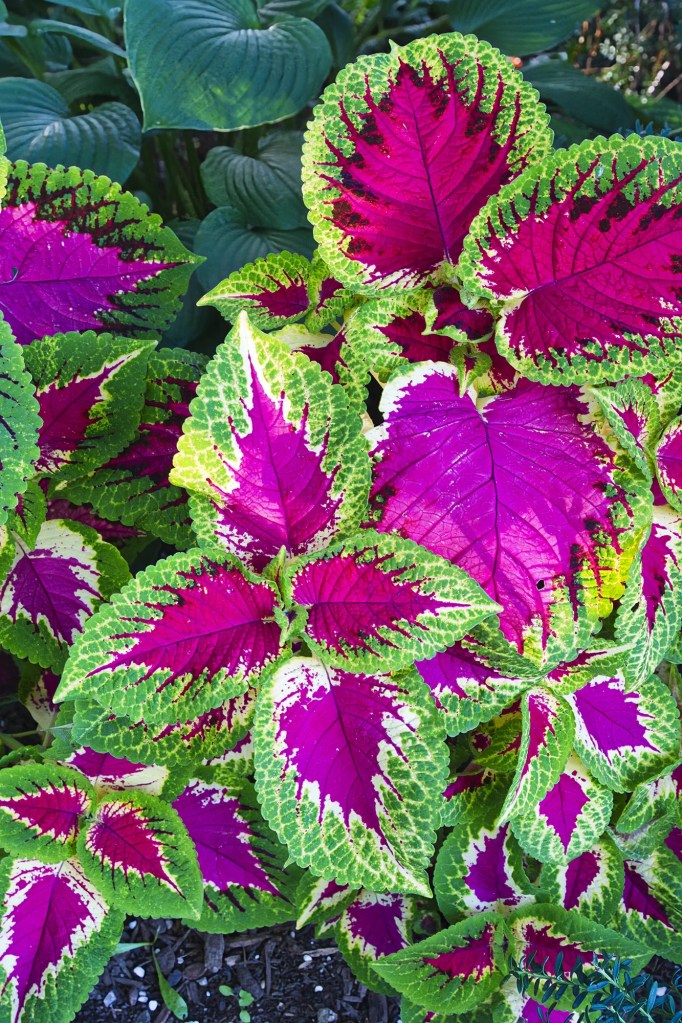 Common Coleus, Queen Elizabeth Park, Vancouver, BC