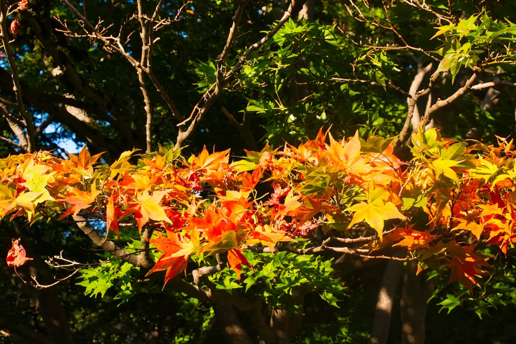 Japanese Maple, Queen Elizabeth Park, Vancouver, BC