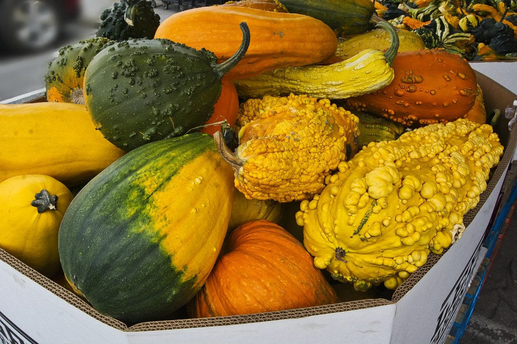 Field Pumpkins, 31 mm lens, Lepp Farm Market, BC