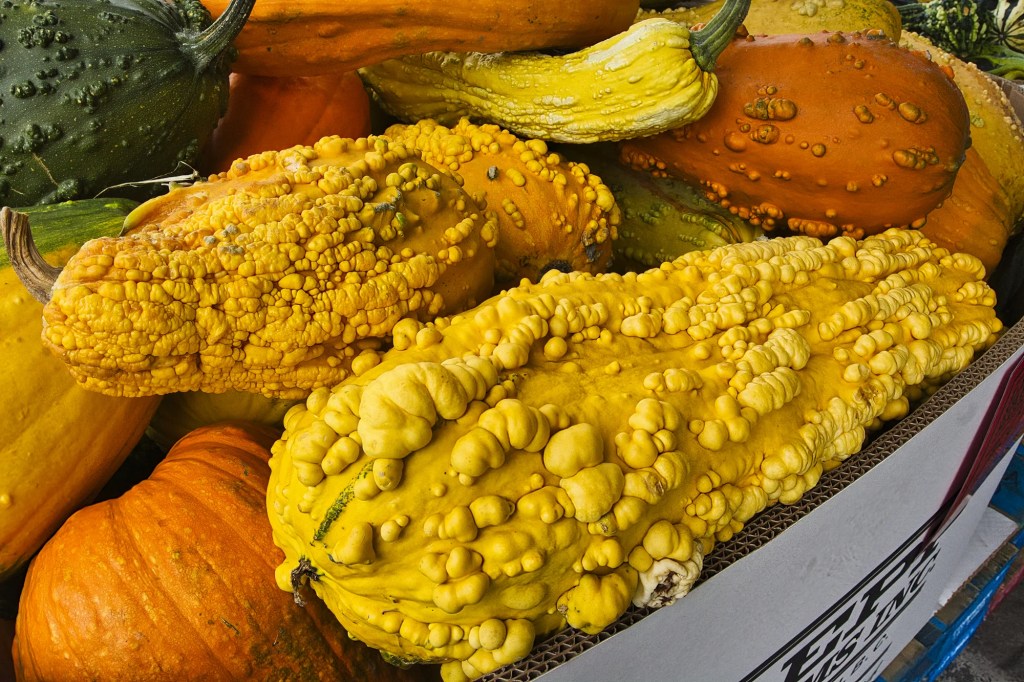 Field Pumpkins, 31 mm lens, Lepp Farm Market, BC