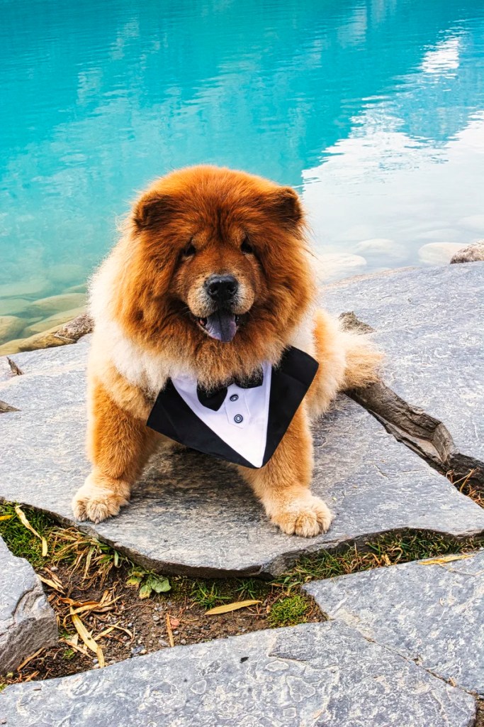 The Wedding Dog, Chateau Lake Louise, Banff NP, AB