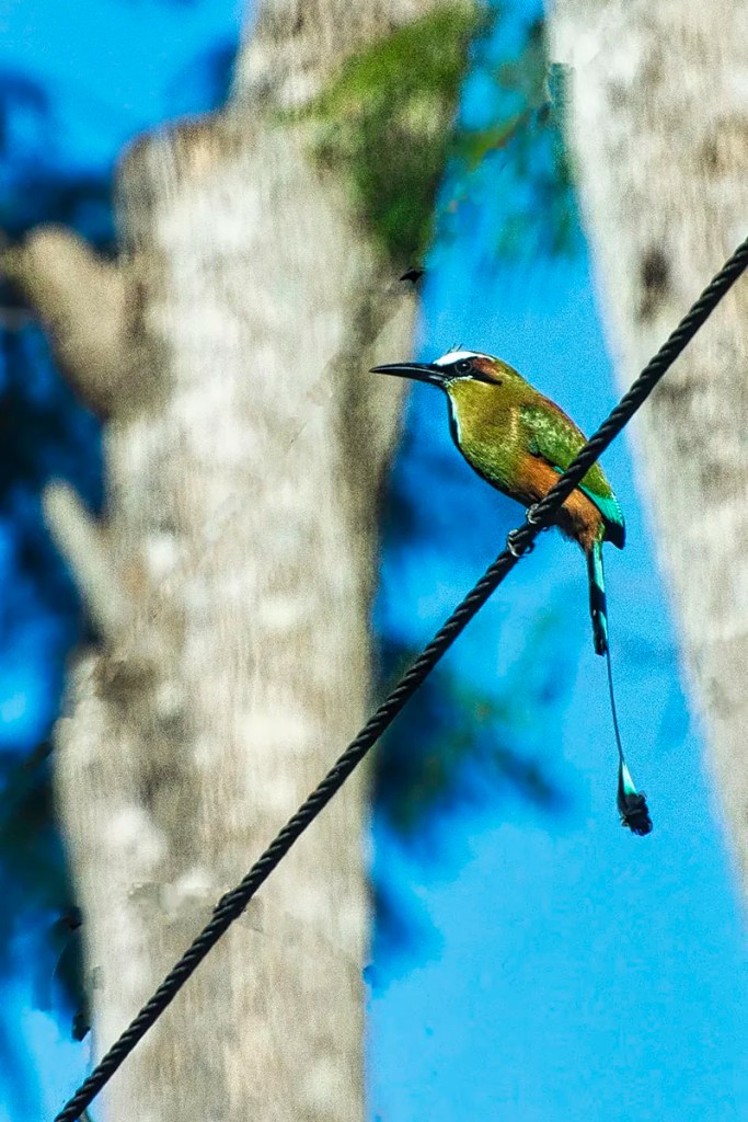 Turquoise-browed motmot, Costa Rica after editing