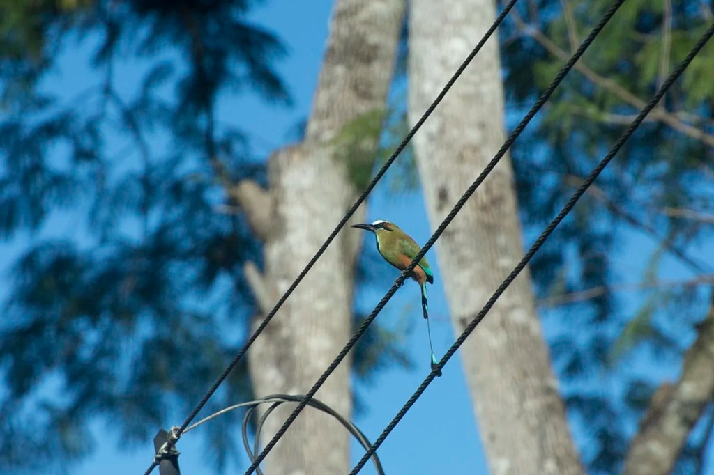 Turquoise-browed motmot, Costa Rica before editing