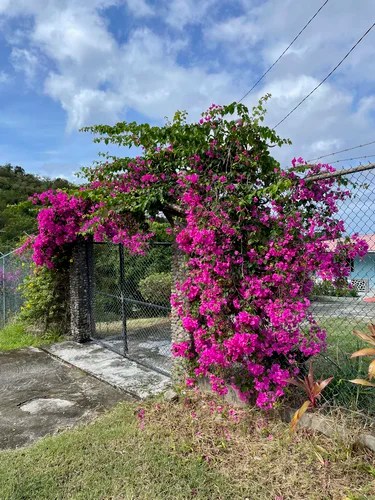 Bougainvillea, Adeline’s Art Cafe, Canaries, Saint Lucia
