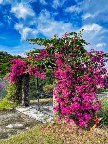 Bougainvillea, Adeline’s Art Cafe, Canaries, Saint Lucia