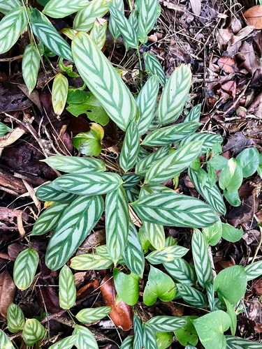 Tricolor stromanthe, Mamiku Botanical Gardens, St Lucia