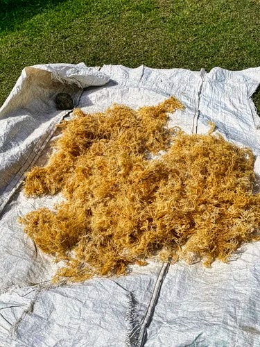 Sea moss, Seaweed Farm, Vieux Fort, St Lucia