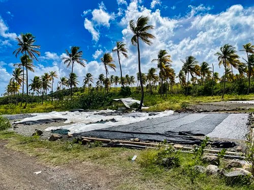 Sea moss being dried, Seaweed Farm, Vieux Fort, St Lucia