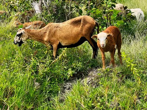 Goat Farmer, Vieux Fort, St Lucia