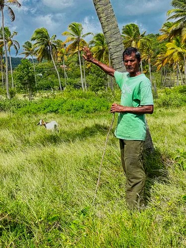 Farmer watching his flock of goats, Vieux Fort, St Lucia