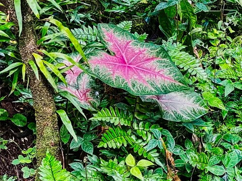 Caladium, Diamond Botanical Gardens