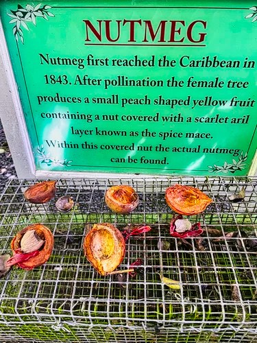 Nutmeg, Diamond Botanical Gardens