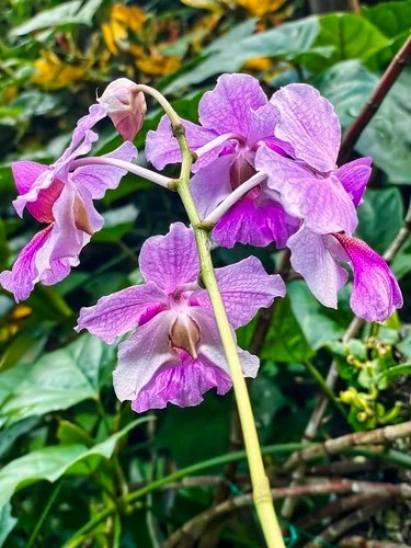Moon orchid, Diamond Botanical Gardens
