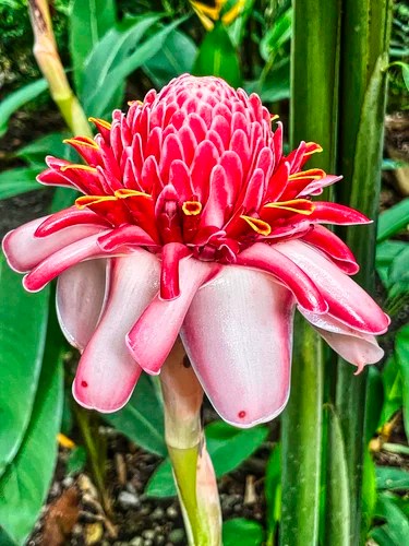 Torch ginger, Diamond Botanical Gardens