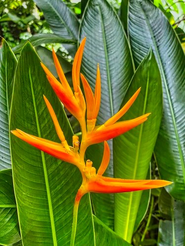 Shining bird of paradise, Diamond Botanical Gardens