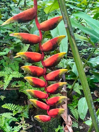 Heliconia rostrata, Diamond Botanical Gardens