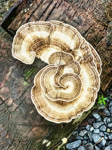 Polyporaceae fungi, Diamond Botanical Gardens