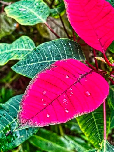 Poinsettia, Diamond Botanical Gardens