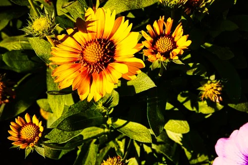 Blanket Flowers taken with Canon EOS R5 24-240mm Blanket Flowers taken with Canon EOS R5