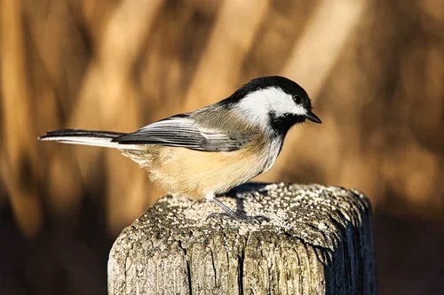 Chickadee using Canon R5 Autofocus by Eye
