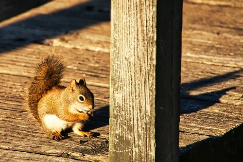 Squirrel using Canon R5 Autofocus by Eye