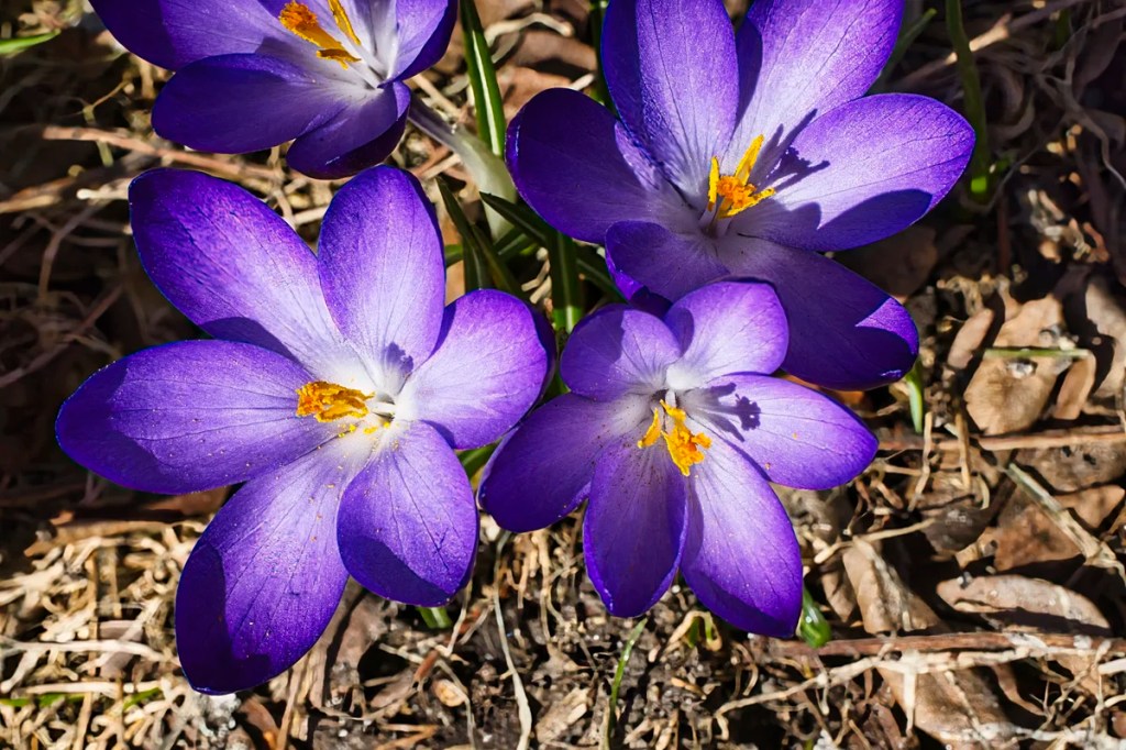Crocus
