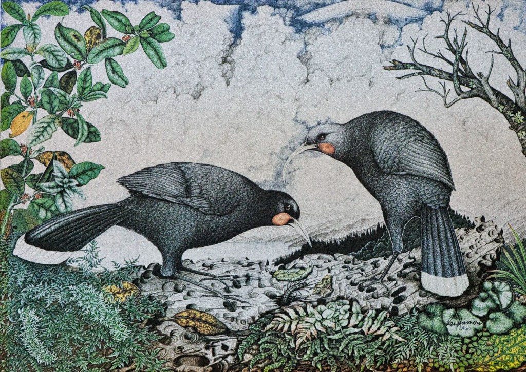 Huia Print, Rei Hamon, Thames, Coromandel, NZ