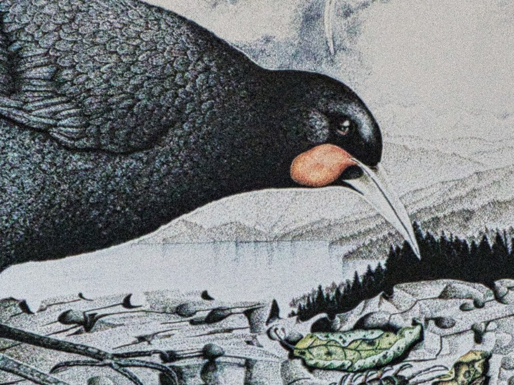 Huia Print Closeup, Rei Hamon, Thames, Coromandel, NZ