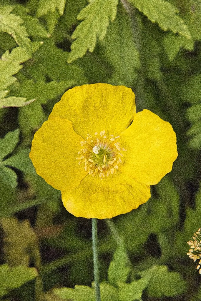 Icelandic Poppy, Deep Cove, BC