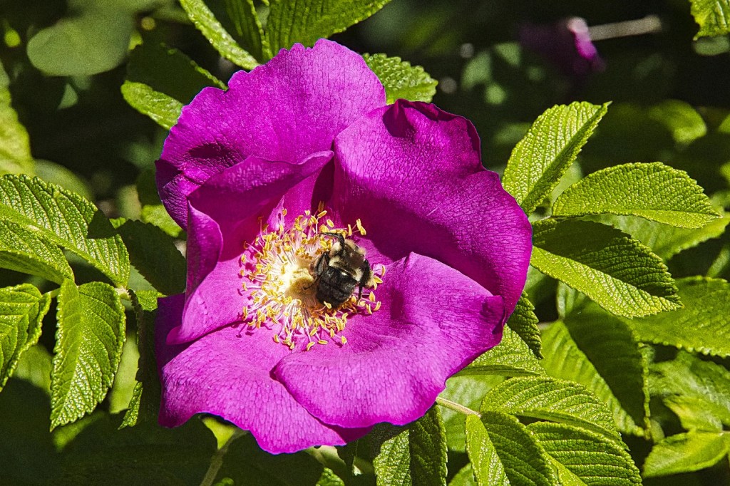 Rugosa Rose, False Creek, Vancouver, BC
