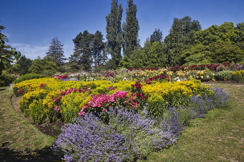The Rose Garden, Queen Elizabeth Park, Vancouver, BC